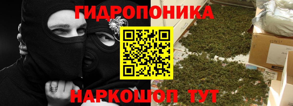 Шишки марихуана планчик Лесной